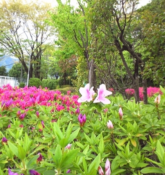 2013春の花.jpg